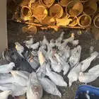 حمام باكستاني و فرنسي