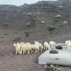 رخال مقنوي ولا ذبح