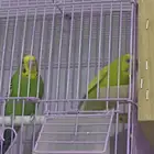 زوج طيور بادجي