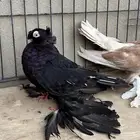 جوز اوزبك فاخر