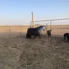 للبيع تيس عارضي