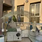 8 عصافير طيور الحب (بغبغاء الدرة)