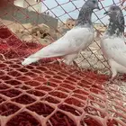 حمام يكستاني طيار