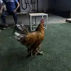 ديك براهما ضخم عمره 9 اشهر الموقع حلي