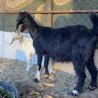 عنز عليها تيس