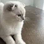قط سكوتش فولد