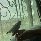 روز اليف هدد داخلي
