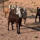 معزا مصريات جم نوادر