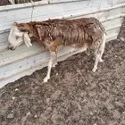 سواكني
