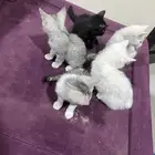 قطه للتبني