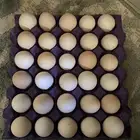 بيض براهم مخصب تجميع جديد