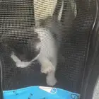 هجين شيرازي مع سكوتش