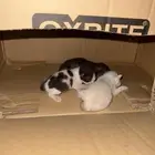 قطط كتن للتبني