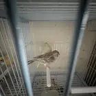 ذكرين كناري صنف