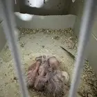 فروخ براكيت وبادجي