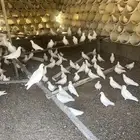 حمام فرنسي لاحم الحجم جامبو