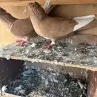 حمام هاي فلر