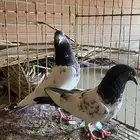زوج باكستاني