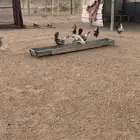 دجاج فيومي شبابي