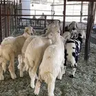 خرفان حريات عددها 5