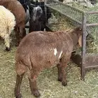 شيء طيب شرط تيوس - حيل-طليان