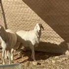 رخال حريات و شاه حايل