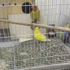 للبيع أزواج روز _