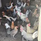دجاج للبيع