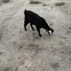 2 عنقان وتيس