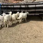 طليان ورخال حريه وتيوس ( البيع تفريد )