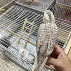 روز بادجي كروان