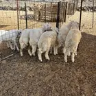 الشميسي طريق الخواجات