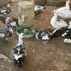 بط بح ذكور ذكور