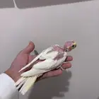 فروخ كروان لاتينو