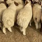هرفي نعيمي تمارا 100 تقييم