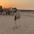 للبيع قعود لباني