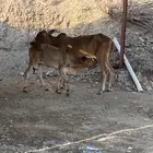 بقره سنها ثنى يتبعها حسيله البقره دافع