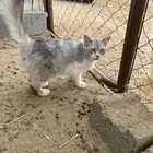 بسه للبيع . سكوتش