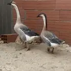 السلام عليكم وز عراقي للبيع