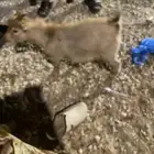 ماعز قزام مع حفرتين قزام