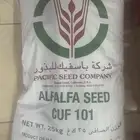 برسيم أمريكي للبيع كاف 101