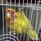روز اليف