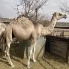 قعدان للبيع