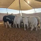 ذبايح للبيع حري نعيمي نجدي