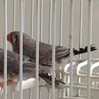 زيبرا اذكاره 2