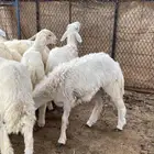 طليان ورخال