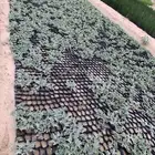 شتلات الحنظل الشري   بذور