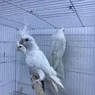 جوزين كروان البينو وبايد