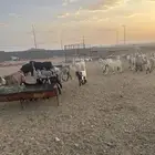 27 من المعزاء تحتها 11 وثنين فحوله غنم مراح وليد ودفيع
