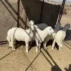 للبيع طليان صافيه